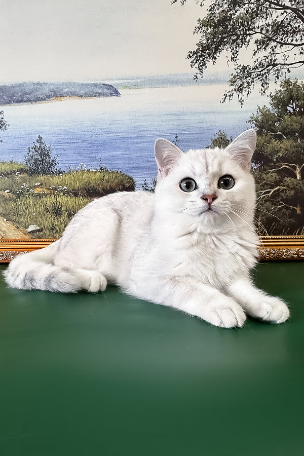 Darcy | British Shorthair Kitten