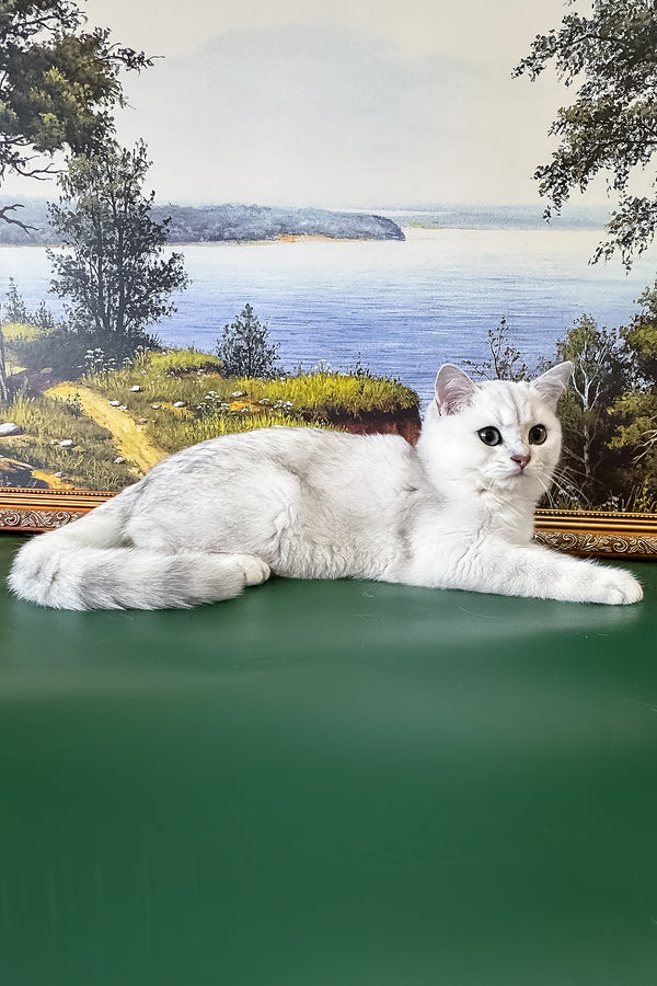 Darcy | British Shorthair Kitten