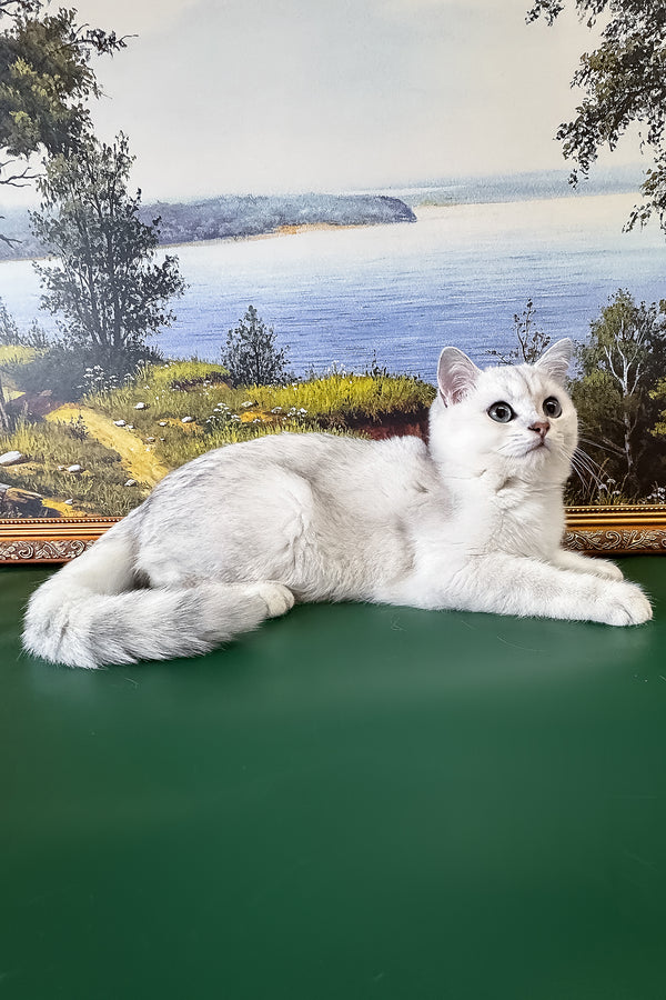 Darcy | British Shorthair Kitten