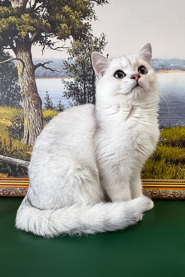 Darcy | British Shorthair Kitten