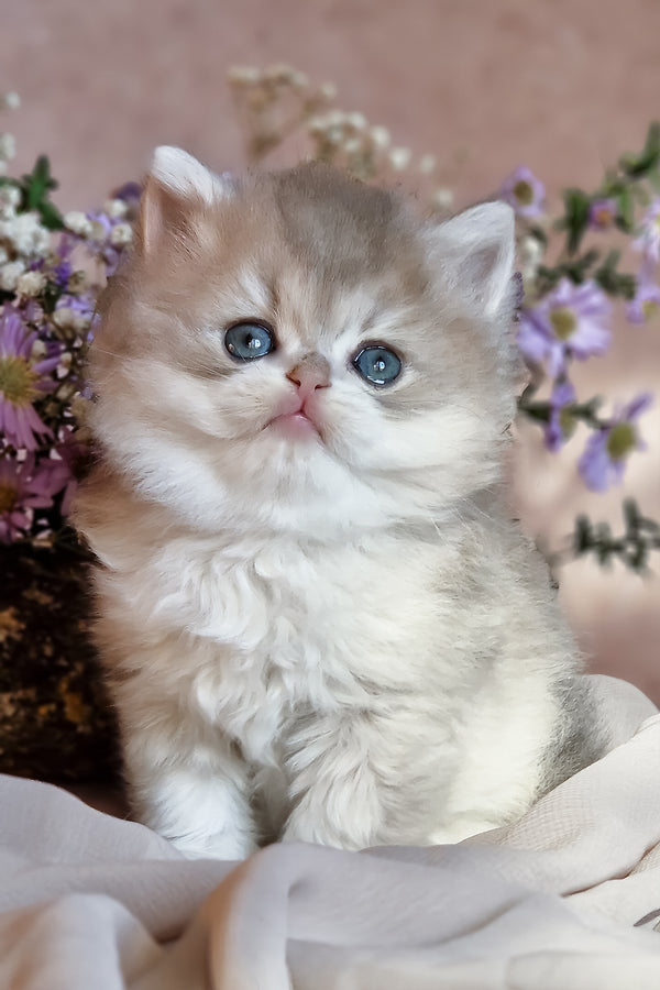 Elensis | British Longhair Kitten