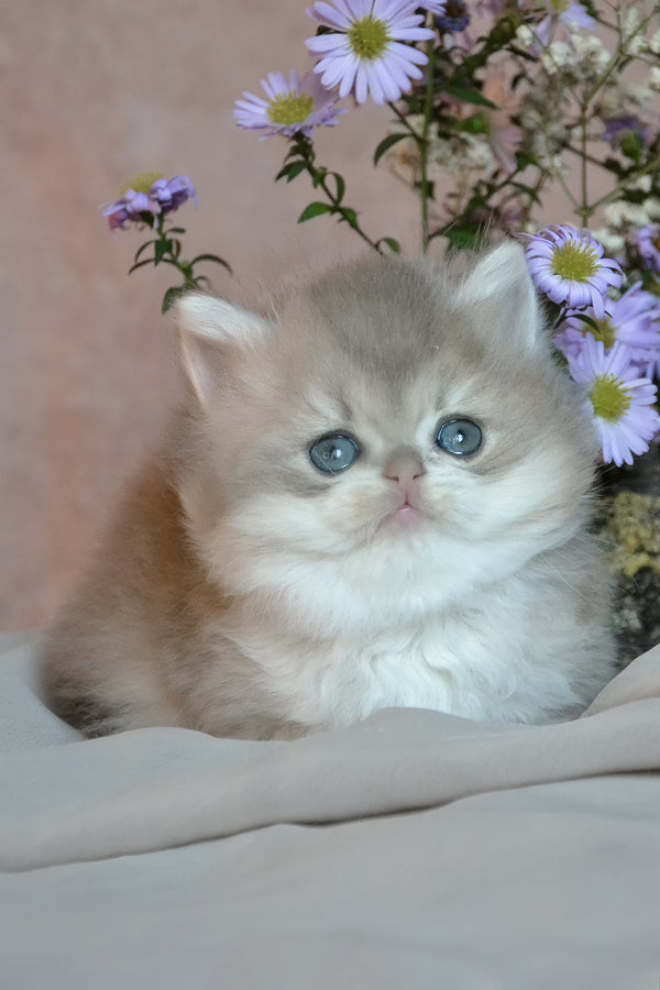 Elensis | British Longhair Kitten