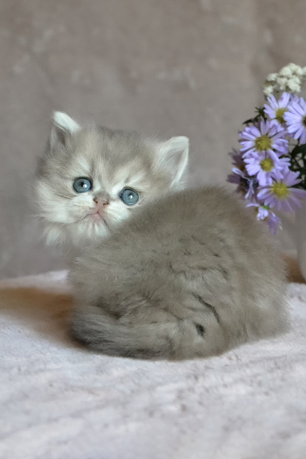 Elensis | British Longhair Kitten