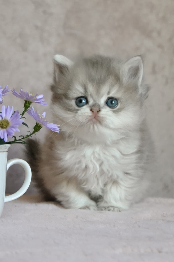 Elensis | British Longhair Kitten