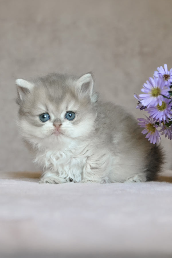 Elensis | British Longhair Kitten