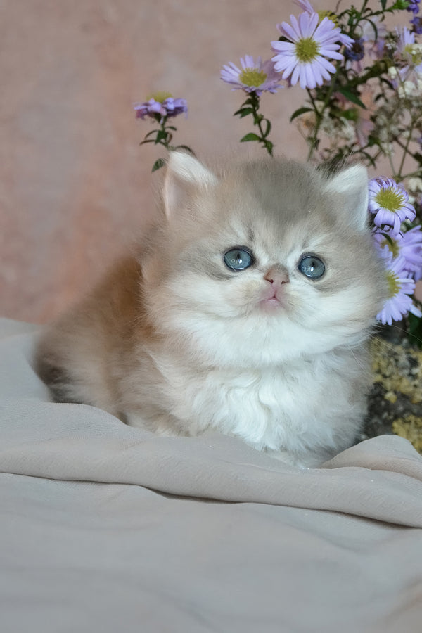 Elensis | British Longhair Kitten