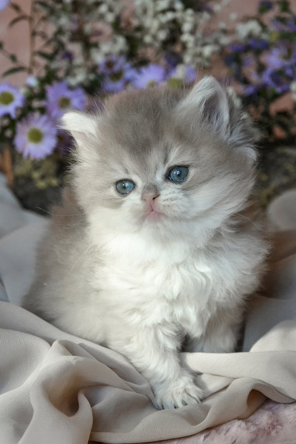 Elensis | British Longhair Kitten