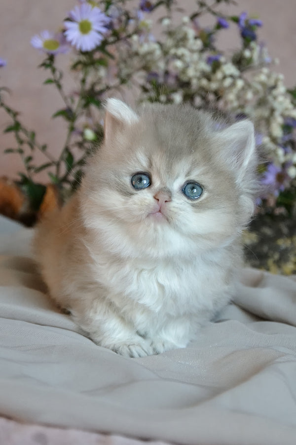 Elensis | British Longhair Kitten