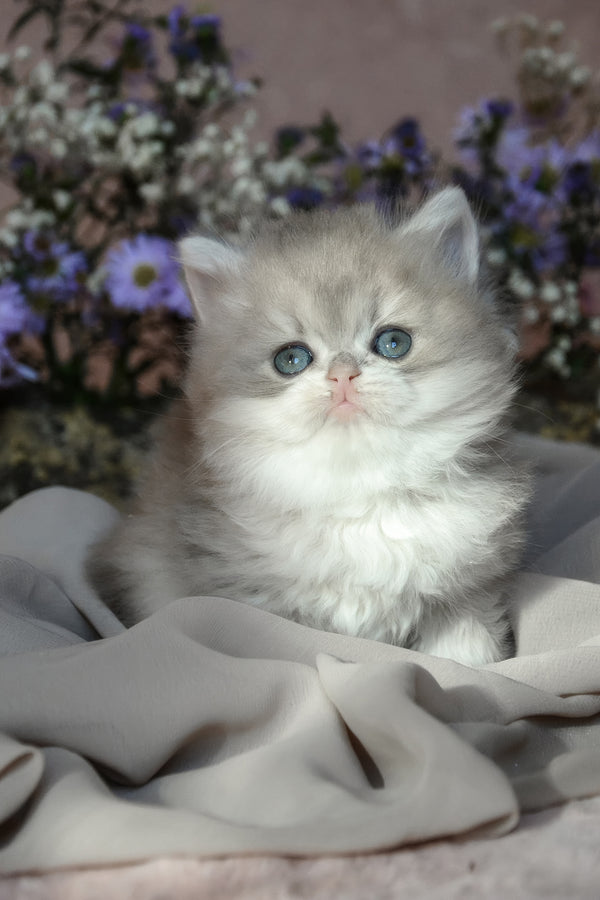 Elensis | British Longhair Kitten