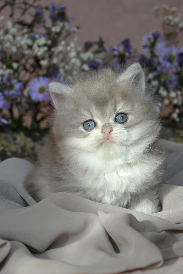 Elensis | British Longhair Kitten