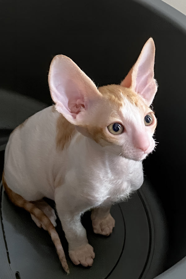 Felicia | Cornish Rex Kitten