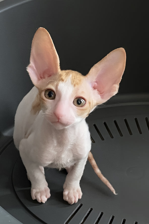 Felicia | Cornish Rex Kitten