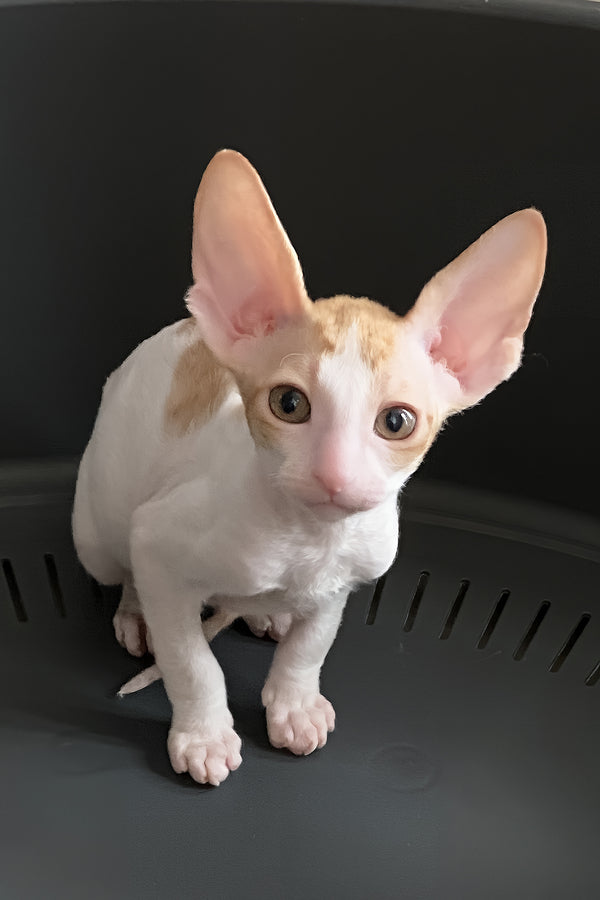 Felicia | Cornish Rex Kitten