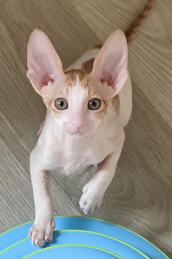Felicia | Cornish Rex Kitten