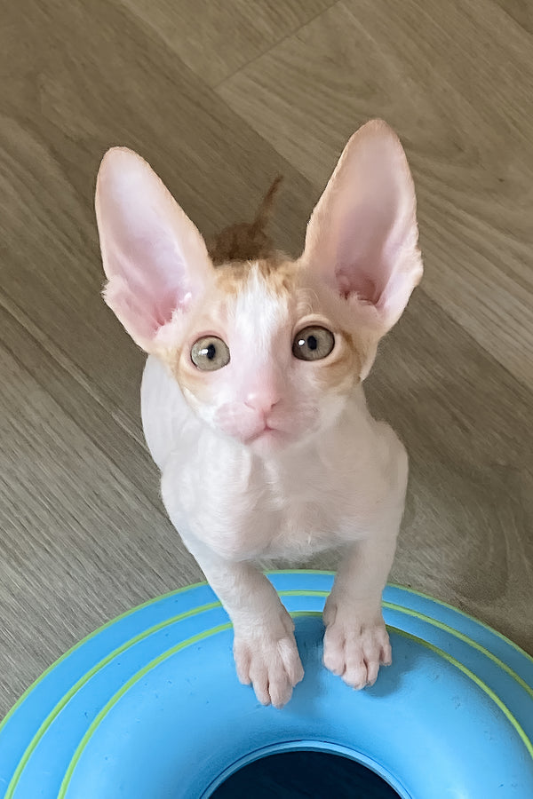 Felicia | Cornish Rex Kitten