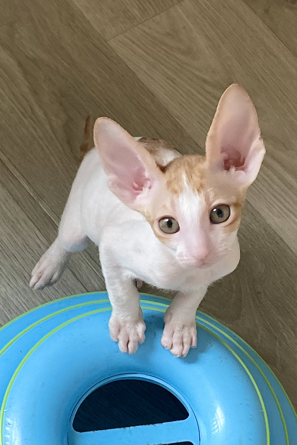 Felicia | Cornish Rex Kitten