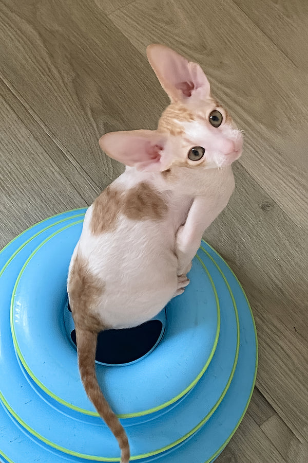 Felicia | Cornish Rex Kitten