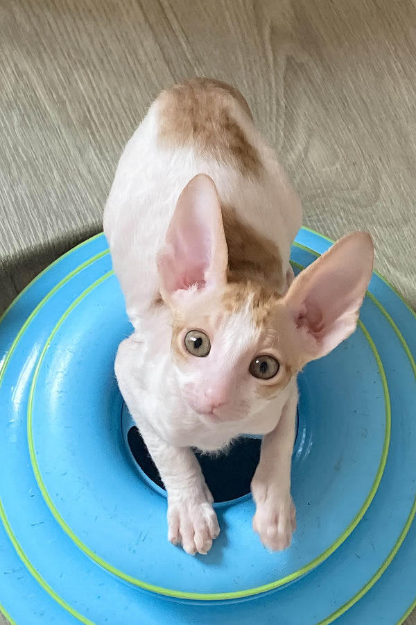 Felicia | Cornish Rex Kitten