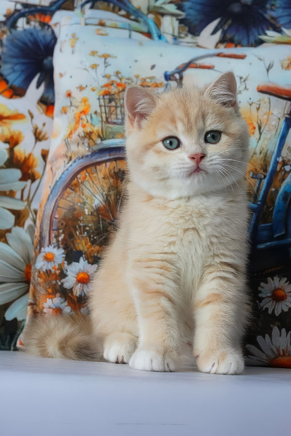Gucci | British Shorthair Kitten