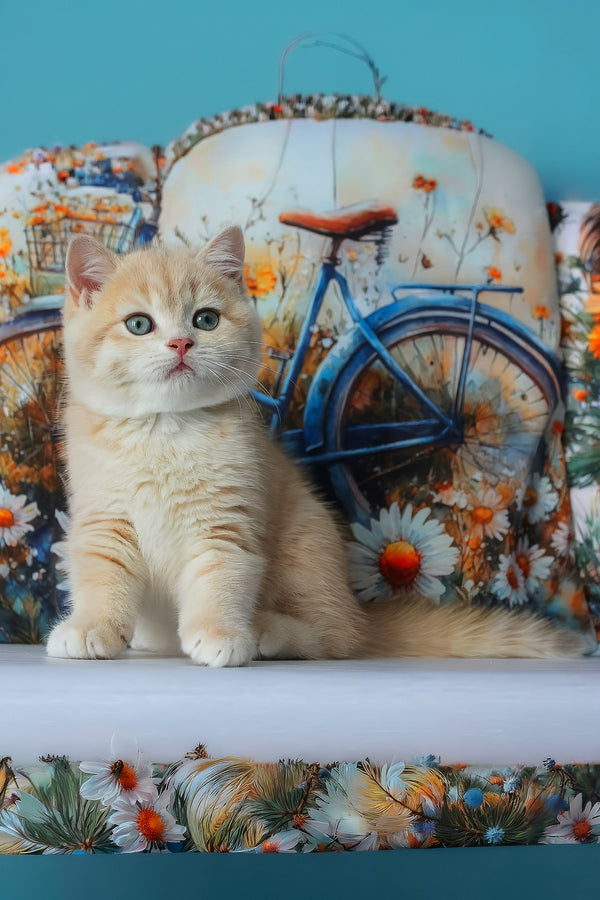 Gucci | British Shorthair Kitten