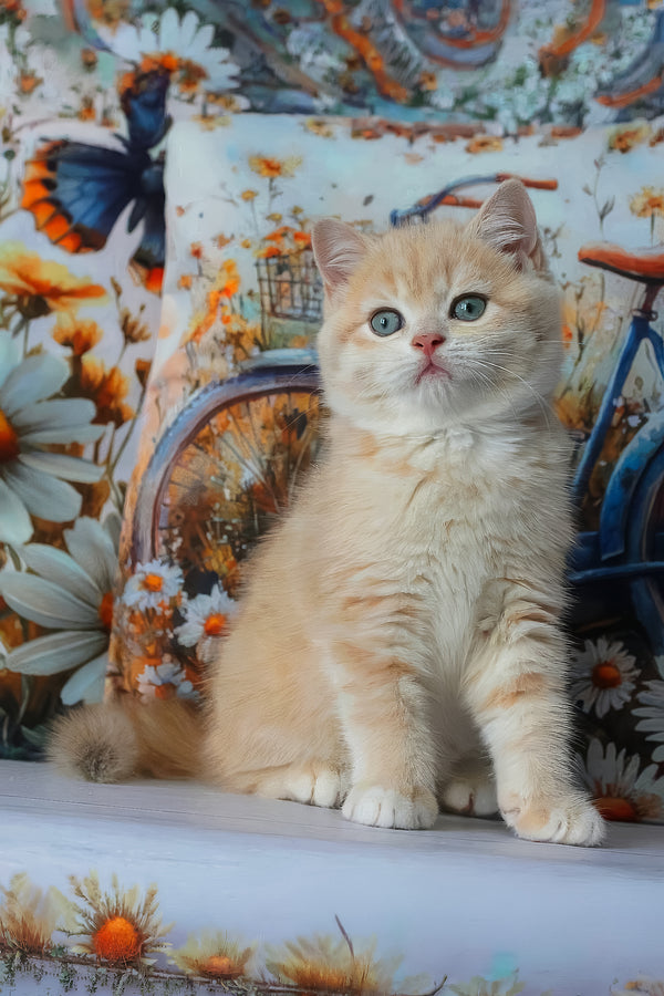 Gucci | British Shorthair Kitten