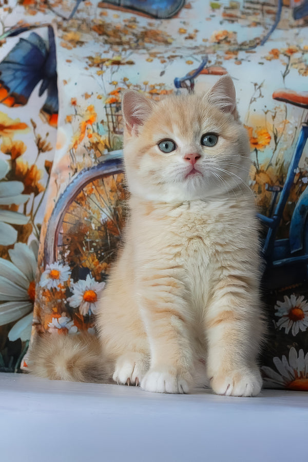 Gucci | British Shorthair Kitten
