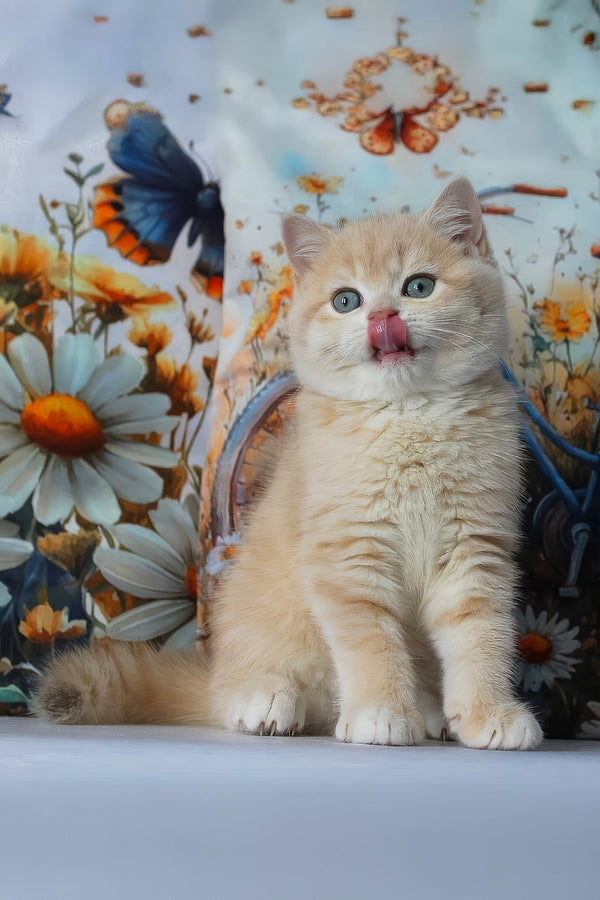 Gucci | British Shorthair Kitten