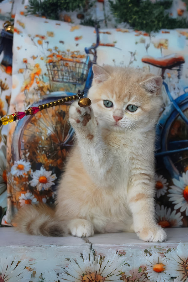 Gucci | British Shorthair Kitten