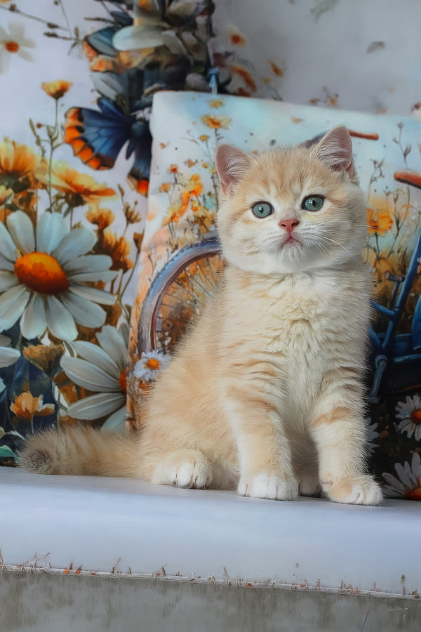 Gucci | British Shorthair Kitten
