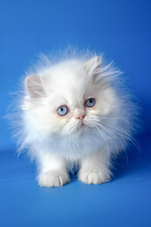 Mike | Persian Kitten