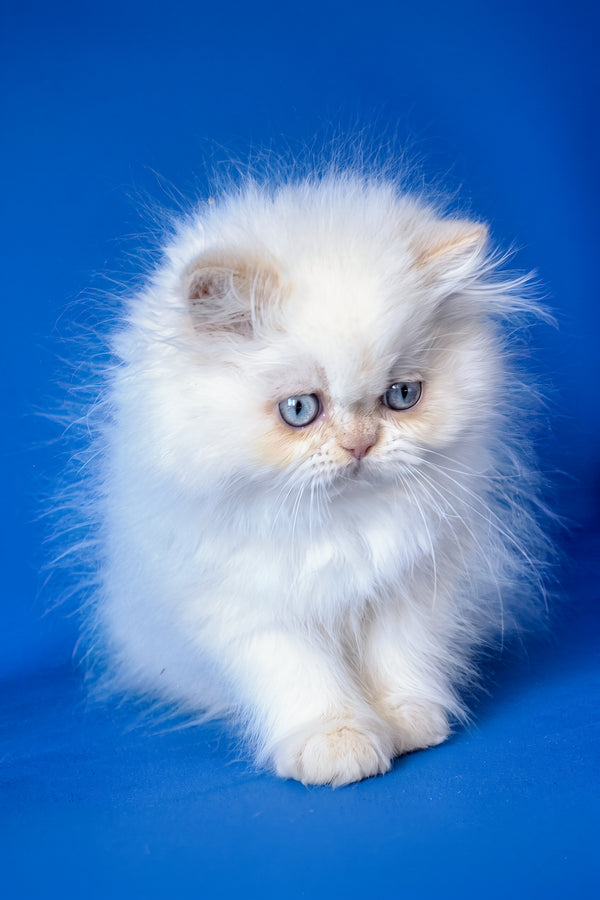 Mike | Persian Kitten