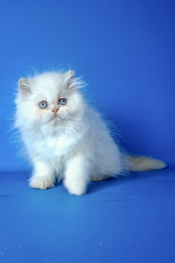 Mike | Persian Kitten