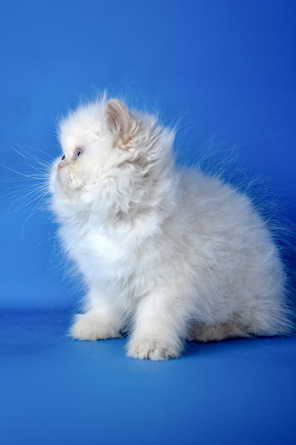 Mike | Persian Kitten
