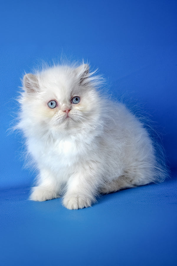 Mike | Persian Kitten