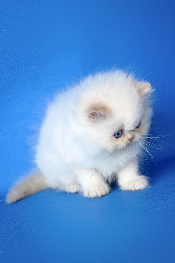 Mike | Persian Kitten