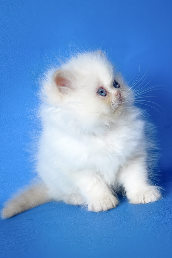 Mike | Persian Kitten