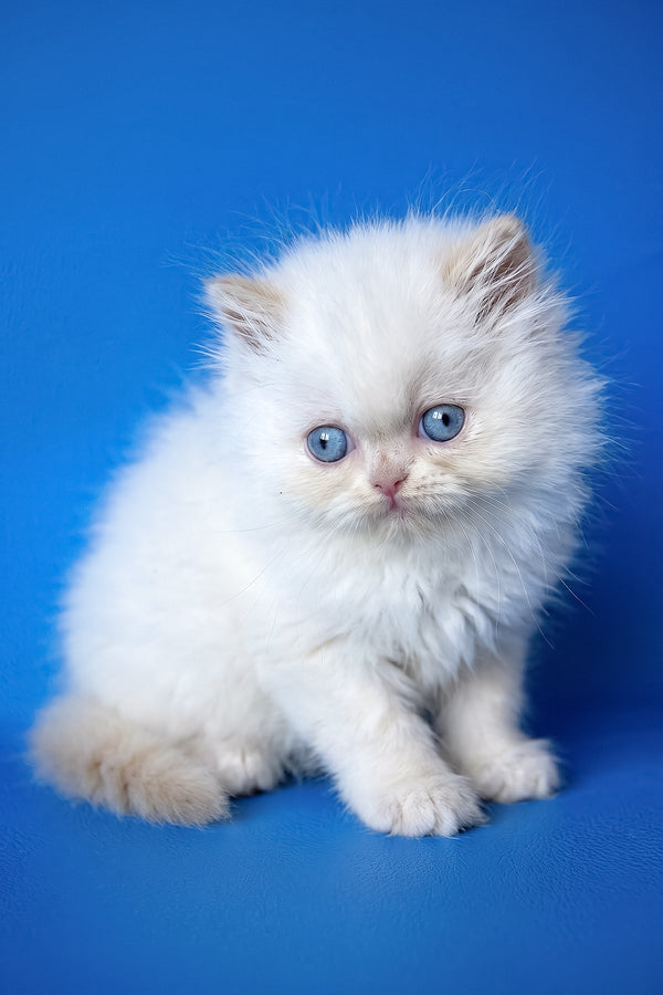 Mike | Persian Kitten