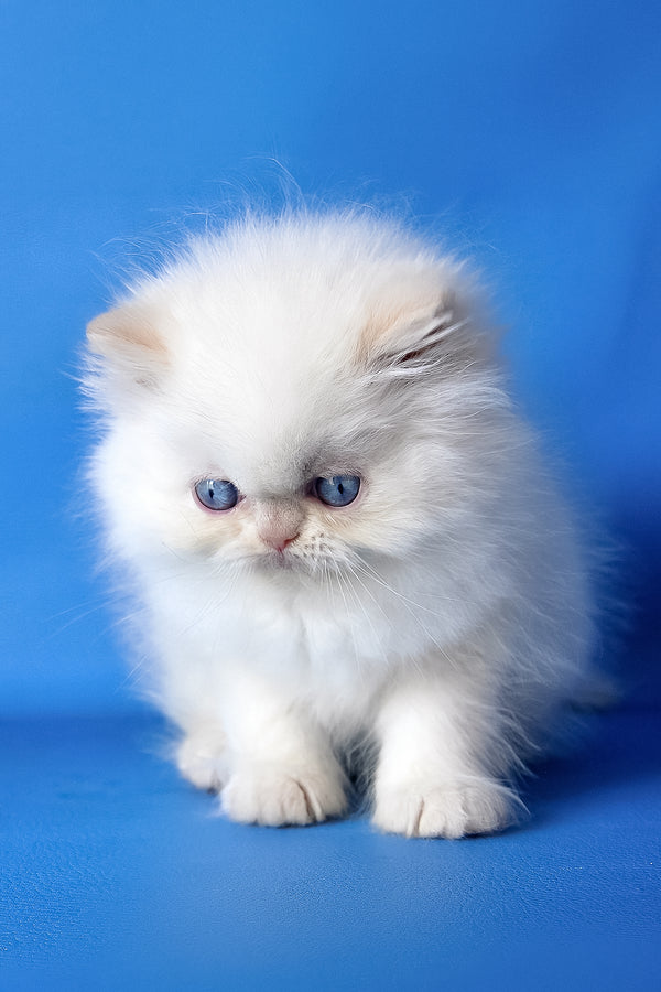 Mike | Persian Kitten
