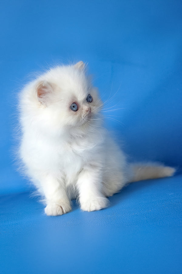 Mike | Persian Kitten