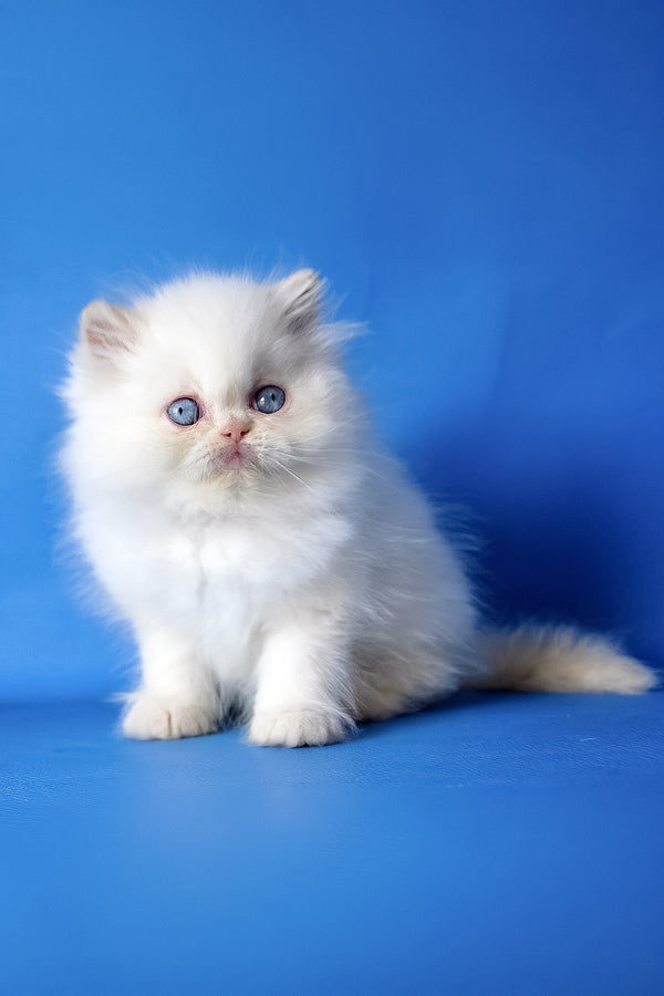 Mike | Persian Kitten