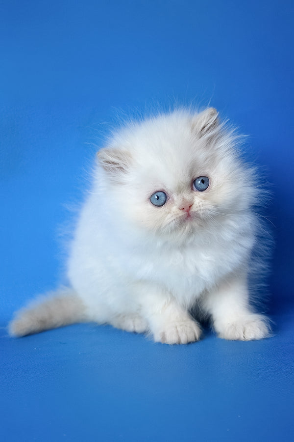 Mike | Persian Kitten