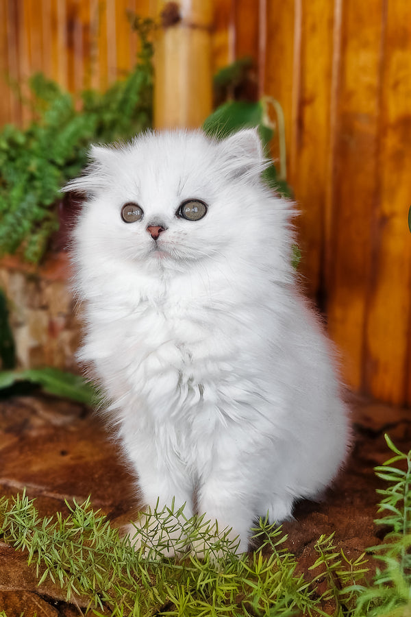 Naomi | British Longhair Kitten