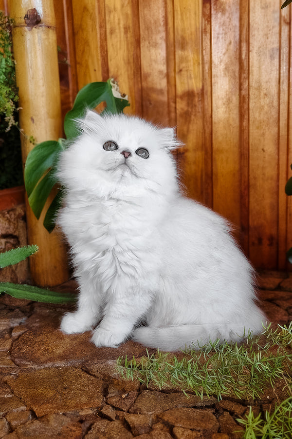 Naomi | British Longhair Kitten