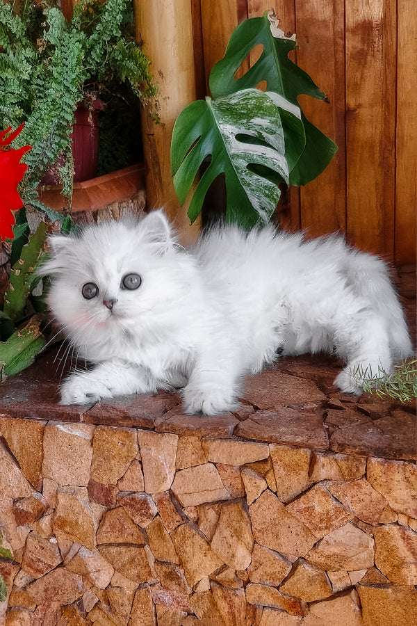 Naomi | British Longhair Kitten