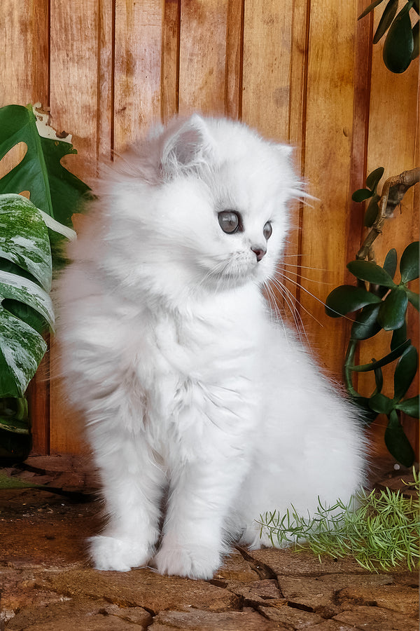 Naomi | British Longhair Kitten