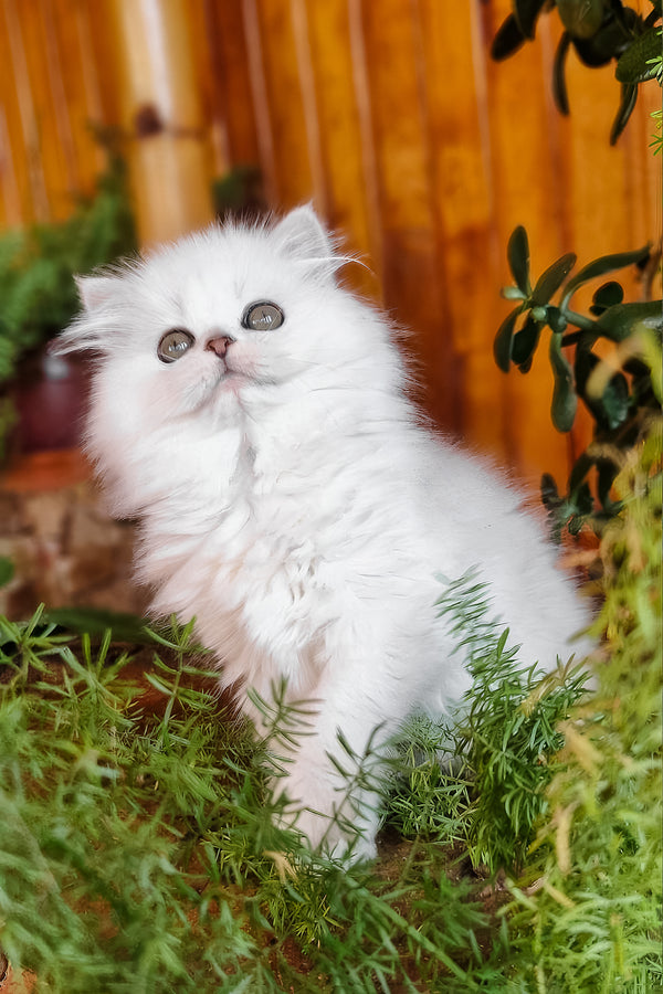Naomi | British Longhair Kitten