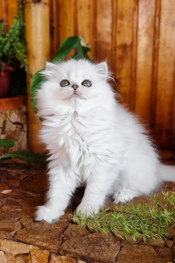 Naomi | British Longhair Kitten