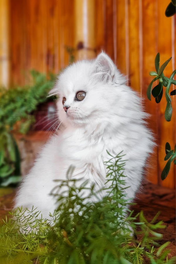 Naomi | British Longhair Kitten
