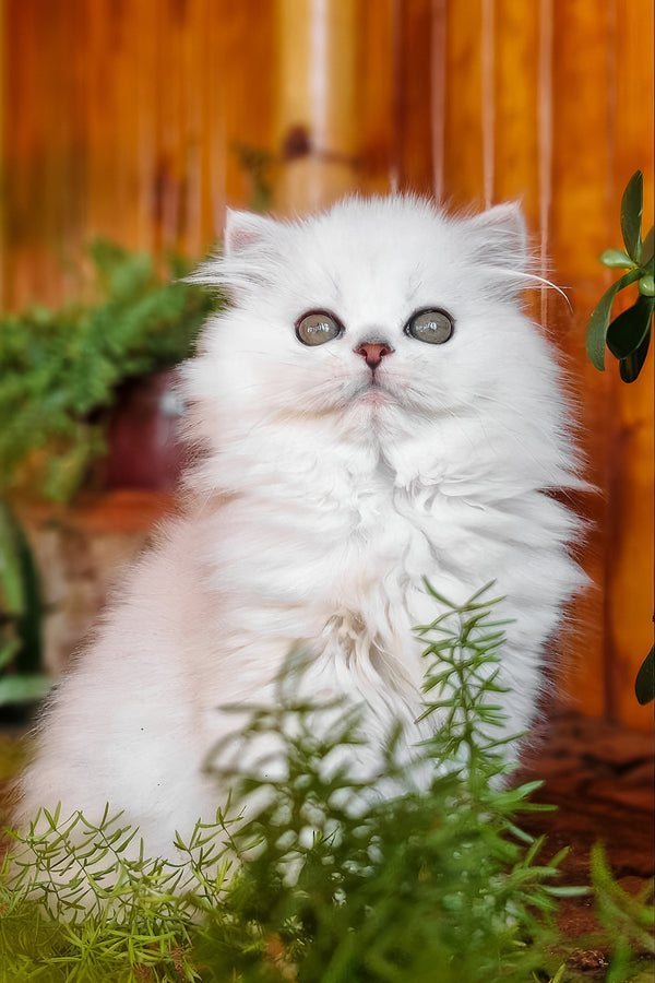 Naomi | British Longhair Kitten