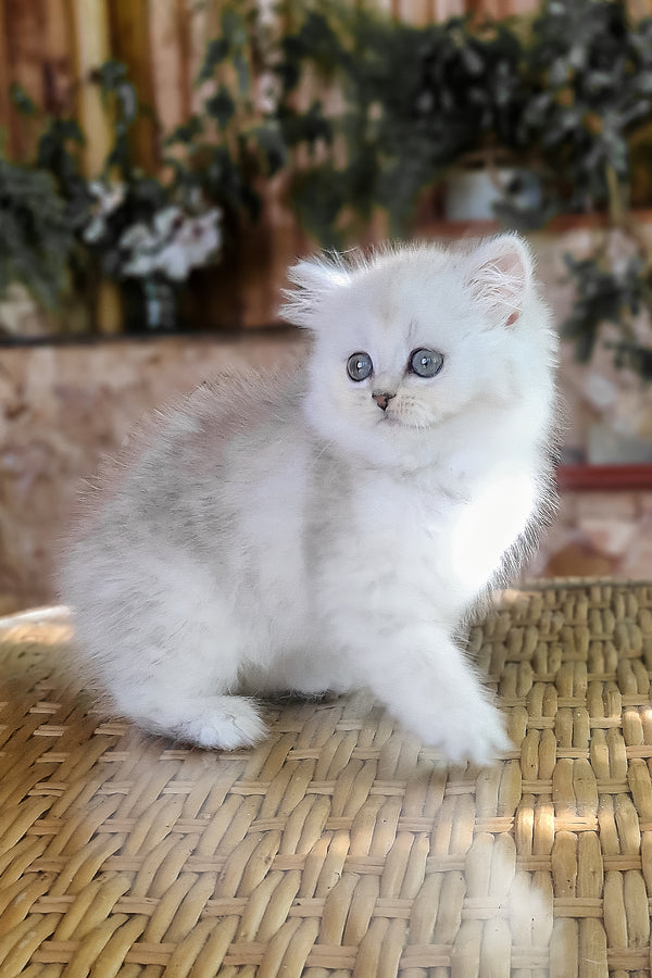 Periel | British Longhair Kitten